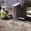 Tree Removal - Picture Box