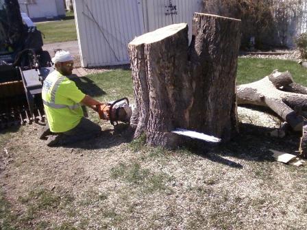 Tree Removal Picture Box
