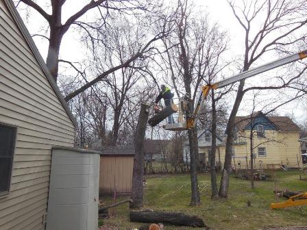 Tree Service Picture Box