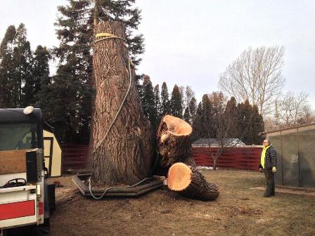 Tree Services Picture Box