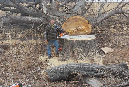 Tree Services Picture Box