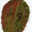 leaf for bjorn 2015 01 13 - RAW