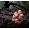 Lerwick Park Mushrooms 2015 - Close-Up Photography