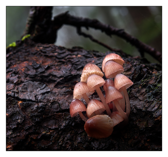 Lerwick Park Mushrooms 2015 Close-Up Photography