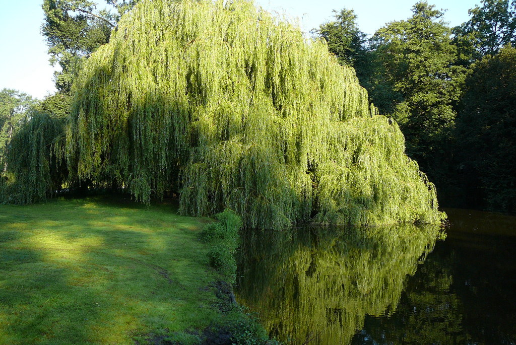 P1010681 - Vondelpark