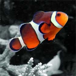 Reefs 2Go Salt water Fish Aquarium