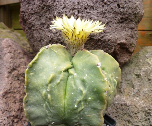 Astrophytum2 Cactus