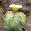 Astrophytum2 - Cactus