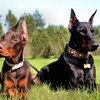 blog cani - notizie cani