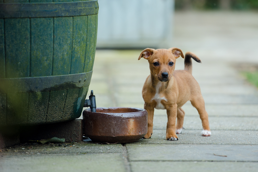 Amelandfoto-toos-18 - Toosje