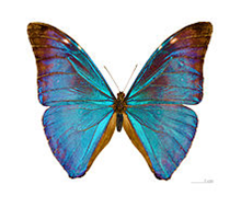 butterfly iypt problem photo
