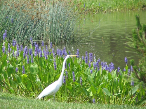 Environmental Consulting Environmental Consulting