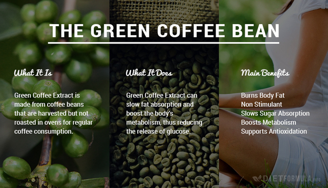 The green coffee bean features, what it is for DietFormula.info