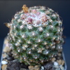 Pediocactus knowltonii SB304 - Cactus