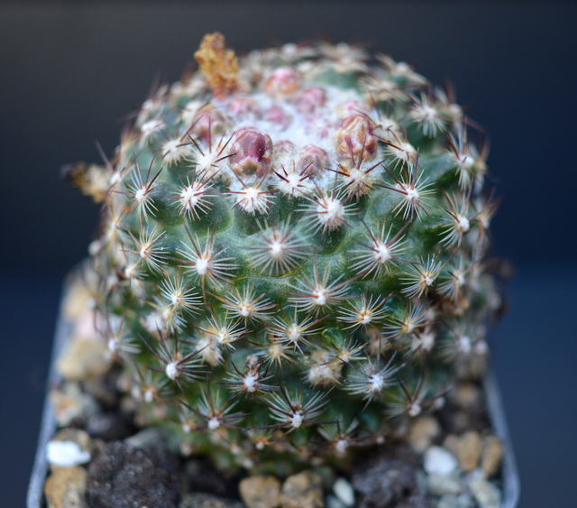 Pediocactus knowltonii SB304 Cactus