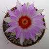 Thelocactus Bicolor - Cactus
