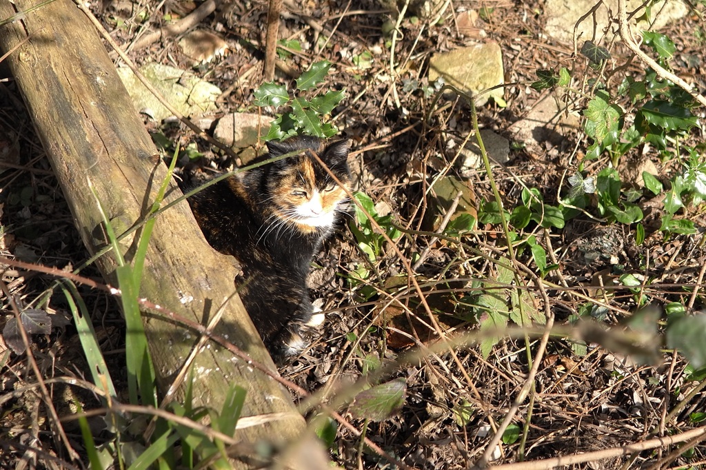 cat in undergrowth - 