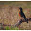 Robin on Branch - Wildlife