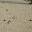 DSC 0027 - Jeu de Boules Oosthof 2015