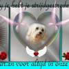 Cindy door Alie 31-03-15 - Foto bewerking