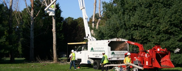Crownsville Maryland tree removal A-Fordable Tree Service