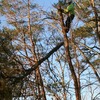 Edgewater Maryland tree rem... - A-Fordable Tree Service