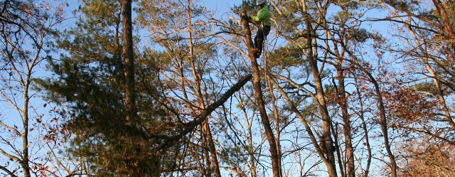 Edgewater Maryland tree removal A-Fordable Tree Service