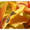 Wasp in Yellow Leaves - Close-Up Photography