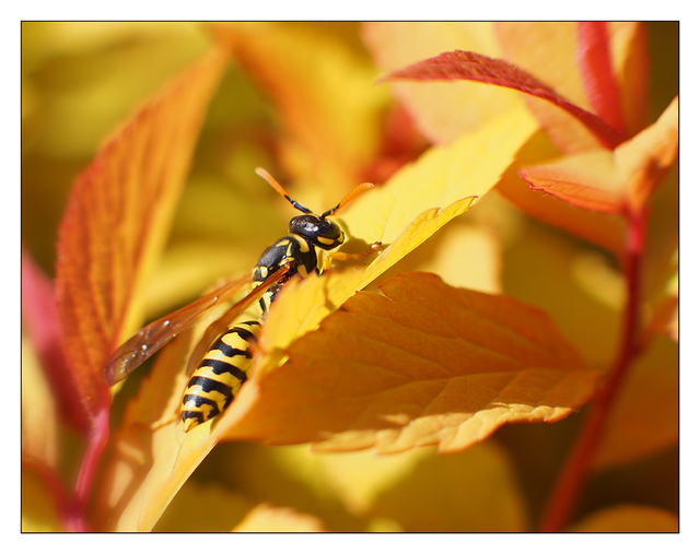 Wasp in Yellow Leaves Close-Up Photography