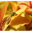 Wasp in Yellow Leaves - Close-Up Photography