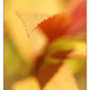 Yellow Orange leaves - Close-Up Photography