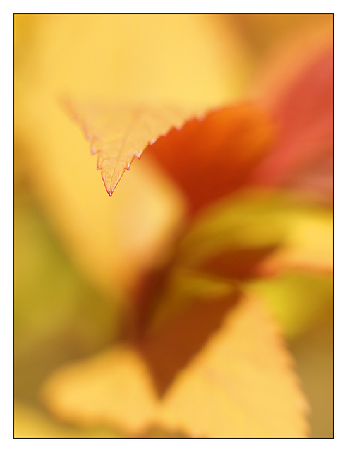 Yellow Orange leaves Close-Up Photography
