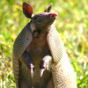 armadillo removal services - Wildlife Removal