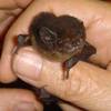bat removal services - Wildlife Removal