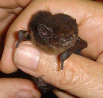 bat removal services Wildlife Removal