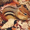 chipmunk removal services - Wildlife Removal