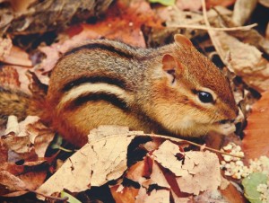 chipmunk removal services Wildlife Removal