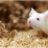 mice removal services - Wildlife Removal