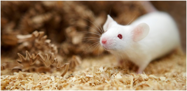 mice removal services Wildlife Removal
