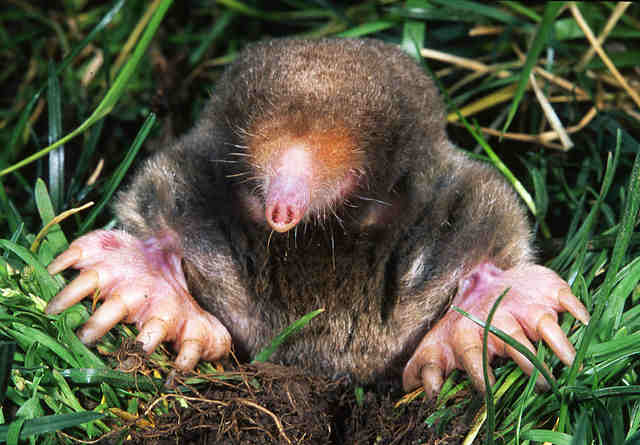 moles removal services Wildlife Removal