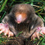 moles removal services - Wildlife Removal
