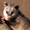 opossum removal services - Wildlife Removal