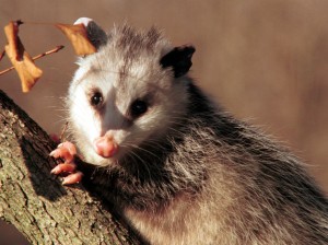 opossum removal services Wildlife Removal