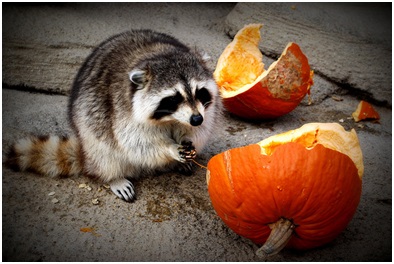 Raccoon removal services Wildlife Removal