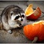 Raccoon removal services - Wildlife Removal