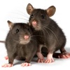 rats removal services - Wildlife Removal