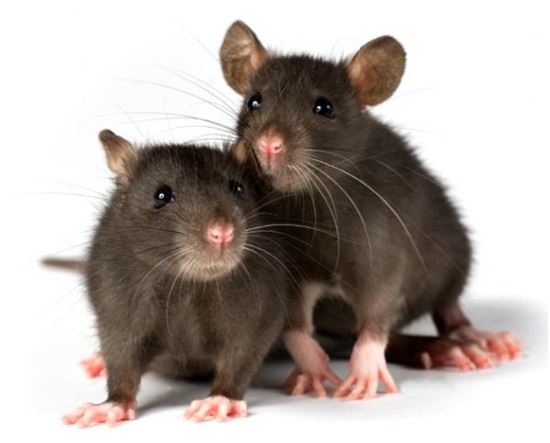 rats removal services Wildlife Removal