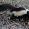 skunk removal services - Wildlife Removal