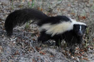 skunk removal services Wildlife Removal