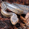 snake removal services - Wildlife Removal
